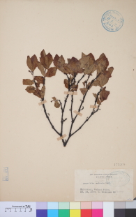 Specimen thumbnail